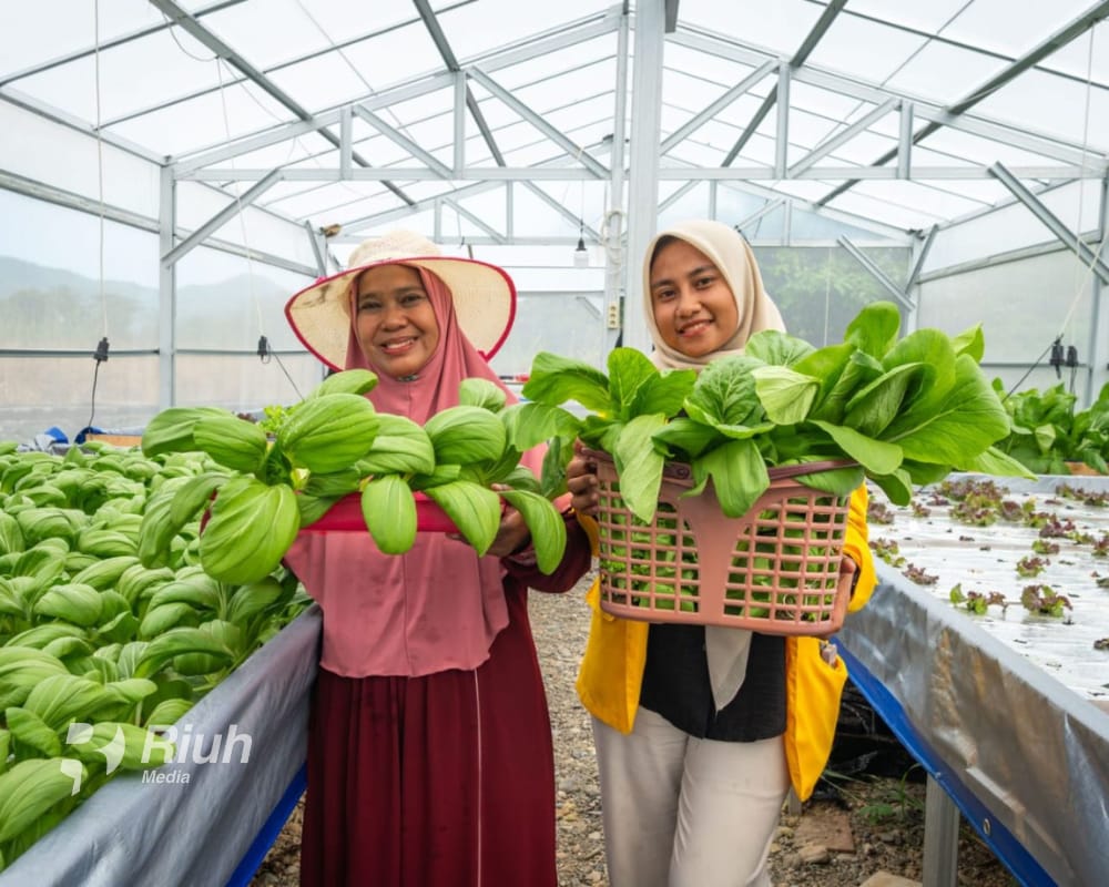 Greenhouse Destana Bonelemo, Solusi Inovatif Perkuat Ketahanan Pangan