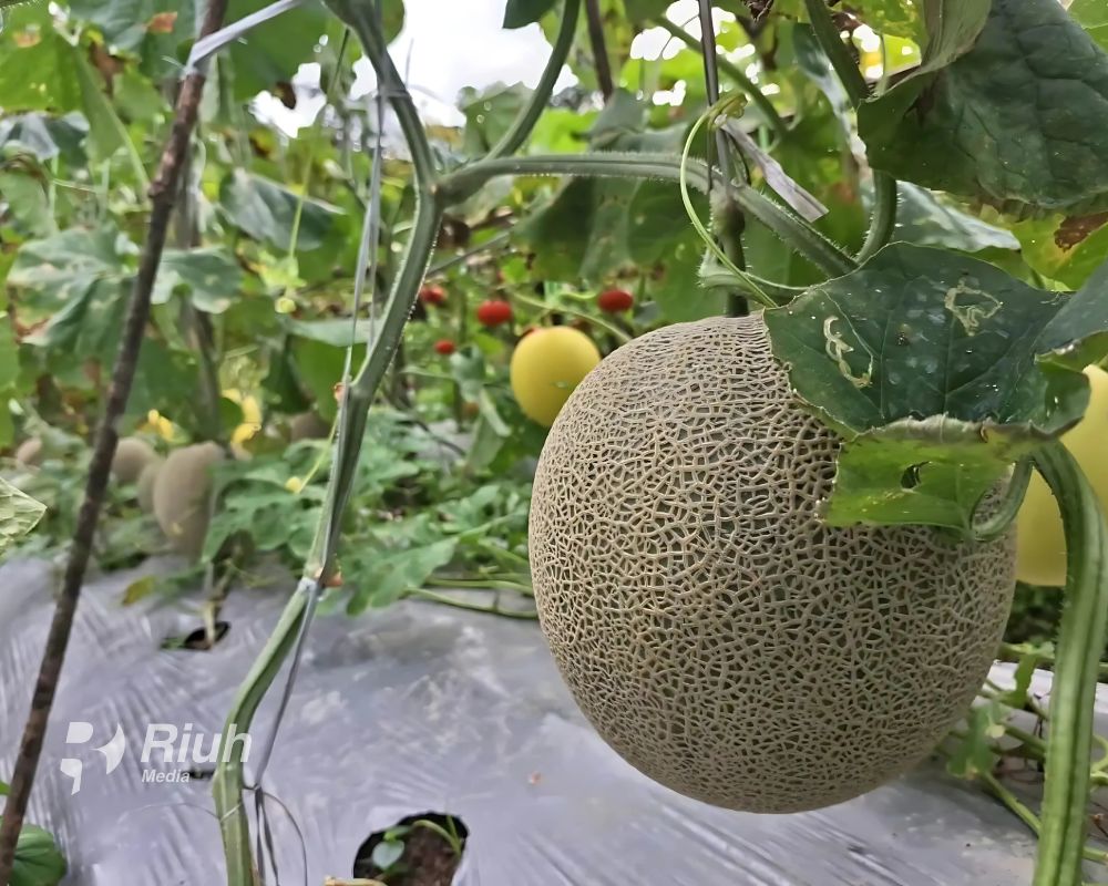 Demplot MDA Dorong Petani Rante Balla Sukses Budidaya Melon Berkualitas