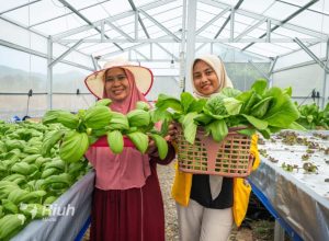 Greenhouse Destana Bonelemo, Solusi Inovatif Perkuat Ketahanan Pangan